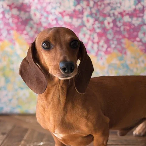 Dachshund Retired - Milo
