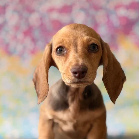 Dachshund Puppy - Mocha