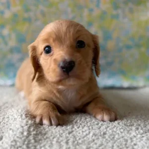 Dachshund Puppy - Morgan