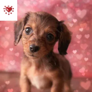 Dachshund Puppy - Phoenix