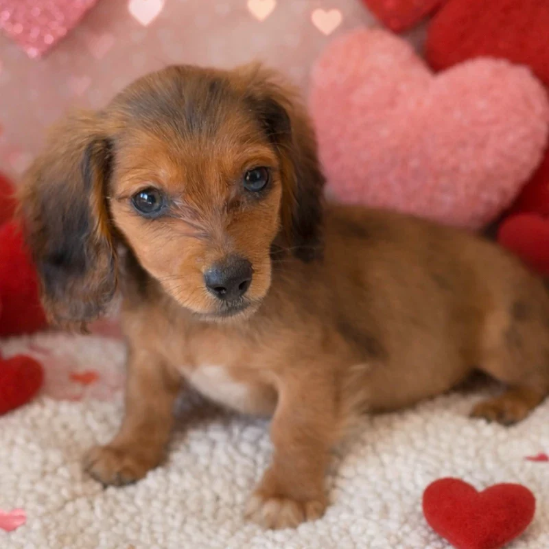 Dachshund Puppy - Phoenix