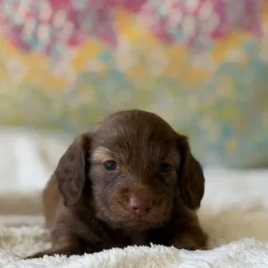 Dachshund Puppy - Porter