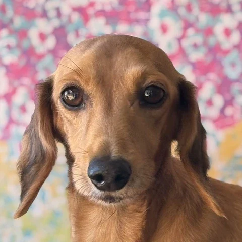 Dachshund Retired - Renegade