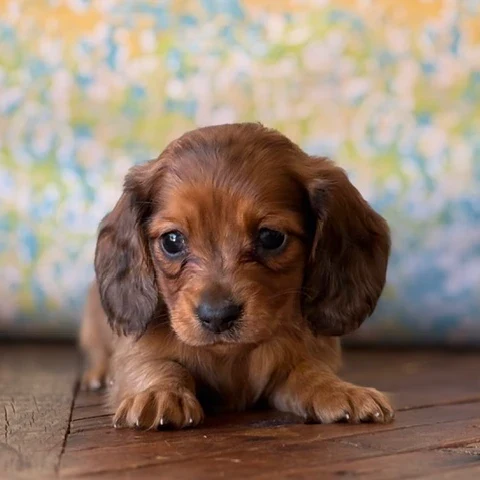 Dachshund Puppy - Ricky