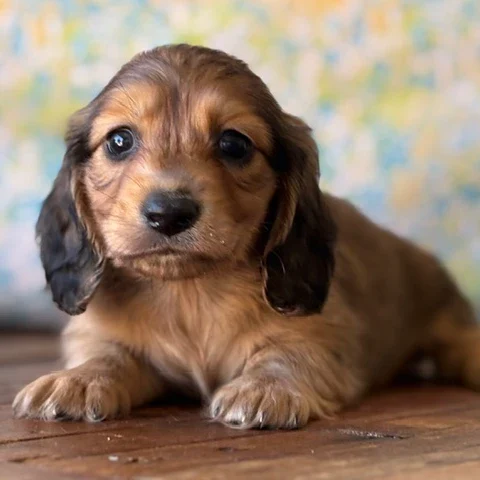Dachshund Puppy - Rusty