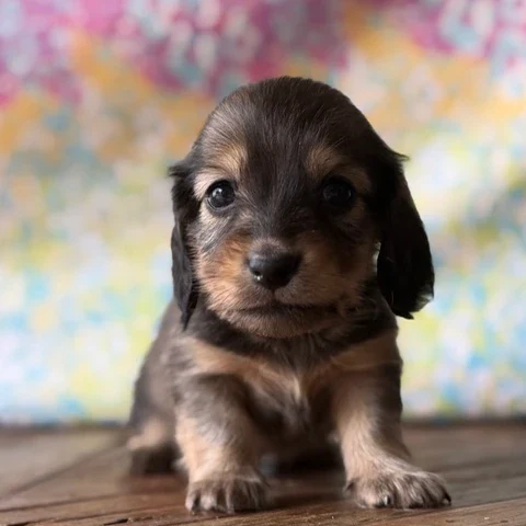 Dachshund Puppy - Scout
