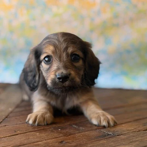 Dachshund Puppy - Stanley