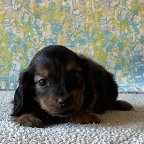 Dachshund Puppy - Strider