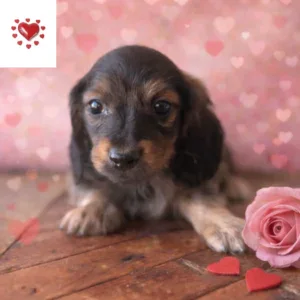 Dachshund Puppy - Strider