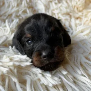 Dachshund Puppy - Thorne