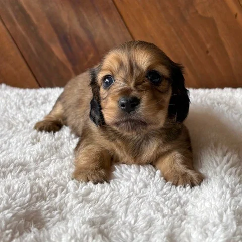 Dachshund Puppy - Vayla