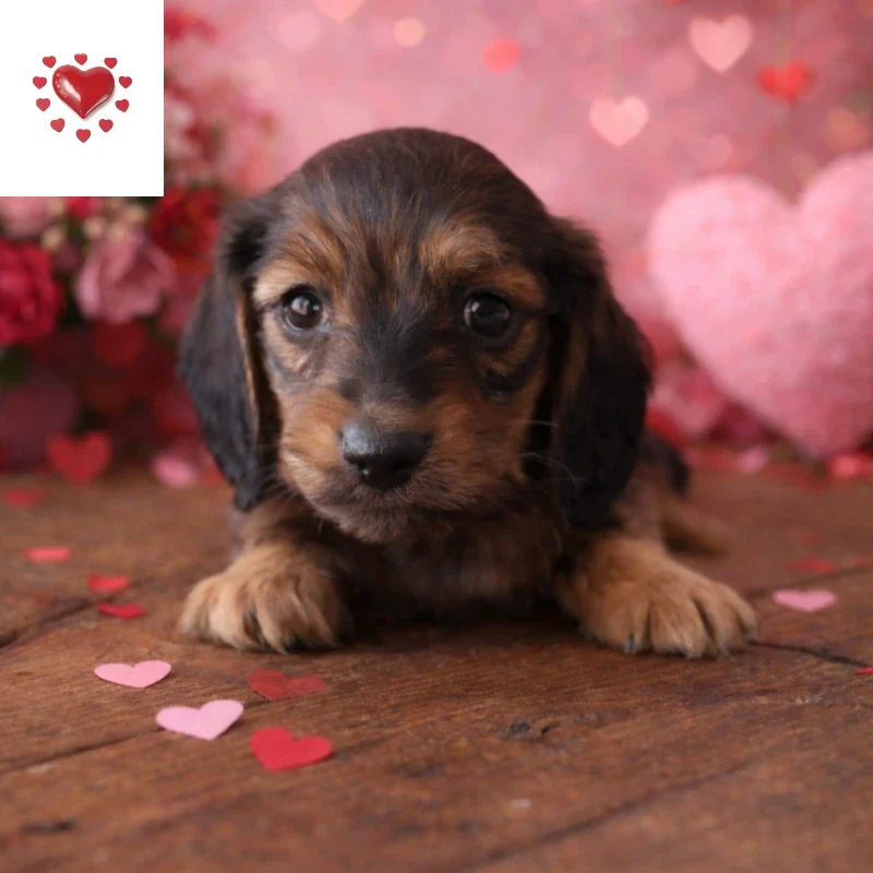 Dachshund Puppy - Vayla