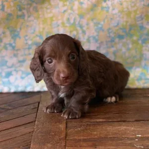 Dachshund Puppy - Zylo