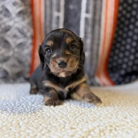 Dachshund Puppy - Alexa