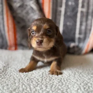 Dachshund Puppy - Alfie