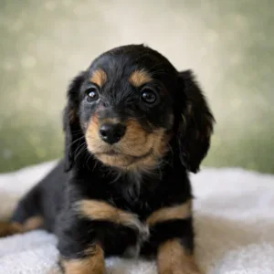 Dachshund Puppy - Beckham