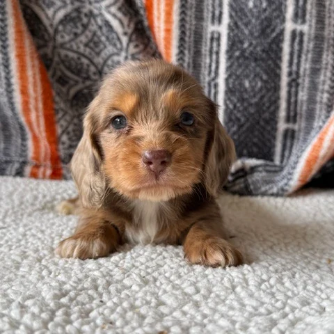 Dachshund Puppy - Calvin