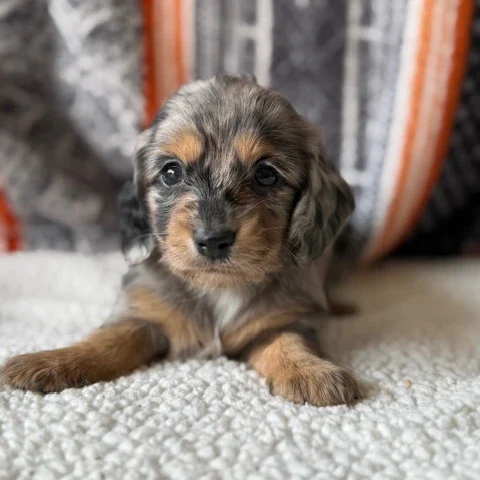 Dachshund Puppy - Charlotte