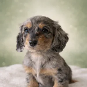 Dachshund Puppy - Charlotte