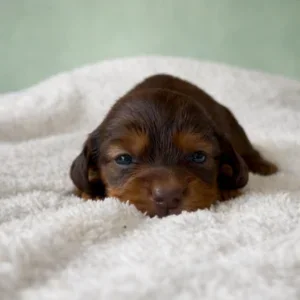 Dachshund Puppy - Edmund