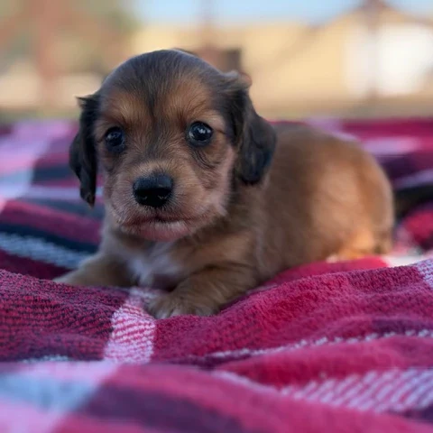 Dachshund Puppy - Eleanor