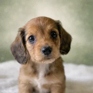 Dachshund Puppy - Eleanor