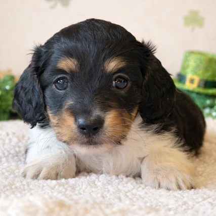 Dachshund Puppy - Eloise