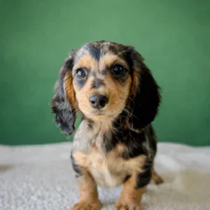 Dachshund Puppy - Elvis