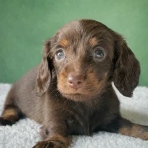 Dachshund Puppy - Fifi
