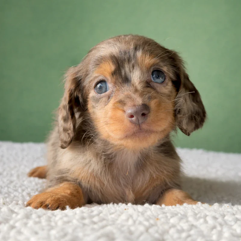 Dachshund Puppy - Halo