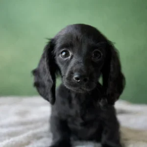 Dachshund Puppy - Liora