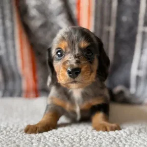 Dachshund Puppy - Louie