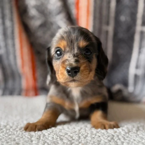 Dachshund Puppy - Louie