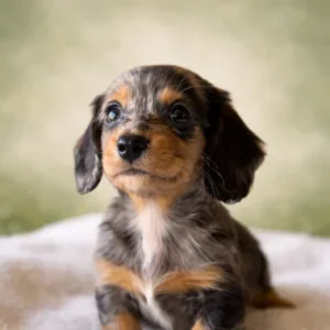 Dachshund Puppy - Louie
