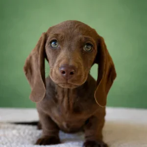 Dachshund Puppy - Macchiato