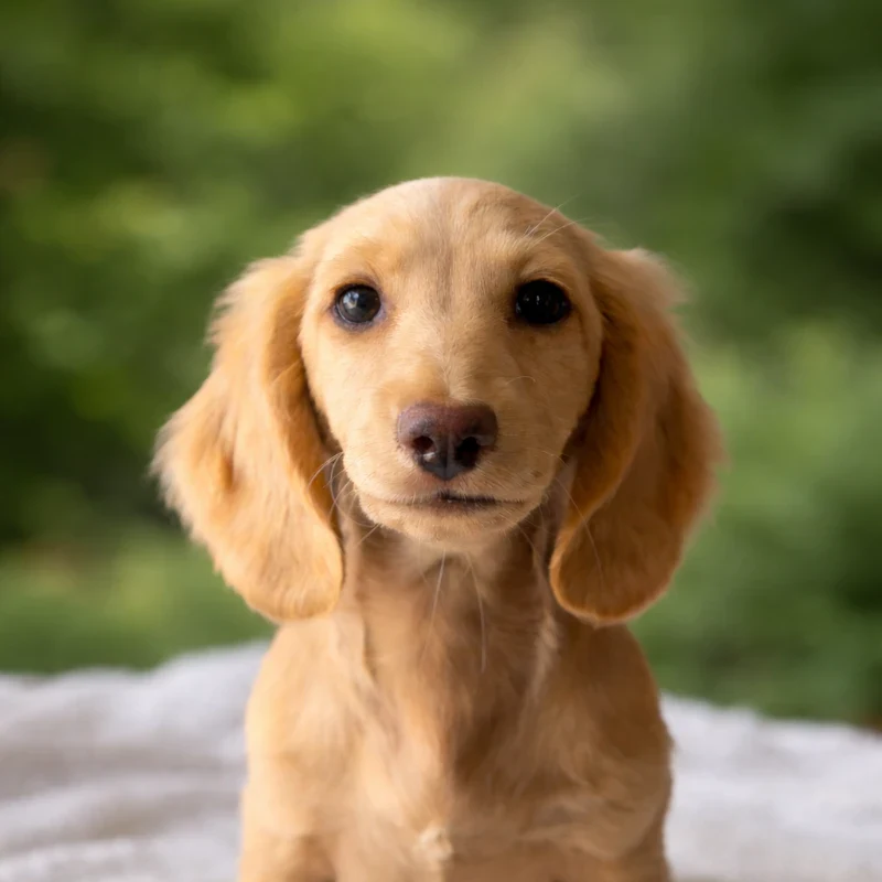 Dachshund Puppy - Max