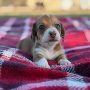 Dachshund Puppy - Penelope