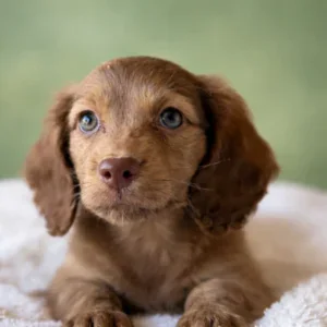 Dachshund Puppy - Porter