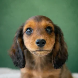 Dachshund Puppy - Rocket