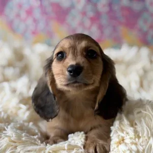 Dachshund Puppy - Rusty