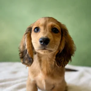 Dachshund Puppy - Rusty