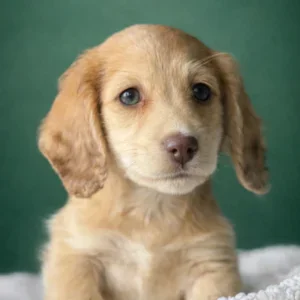 Dachshund Puppy - Ryden