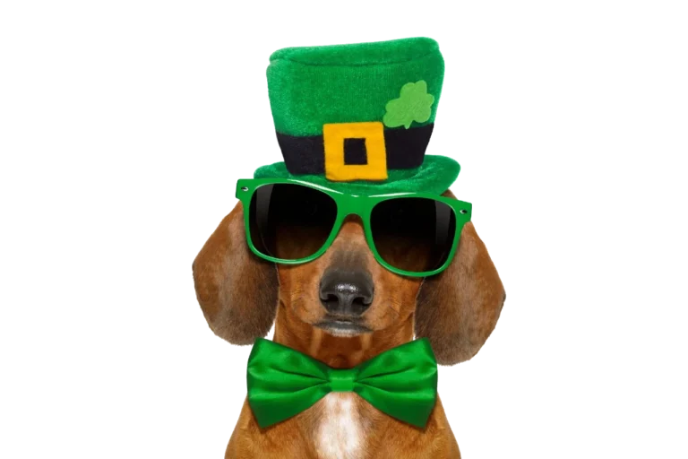 dachshund dog with st patricks day hat and sunglasses