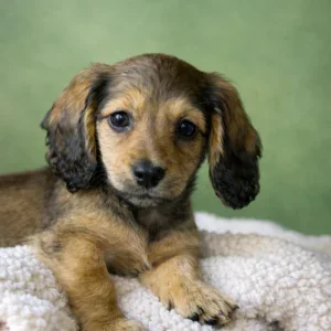 Dachshund Puppy - Stanley