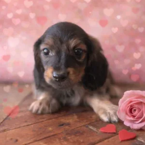 Dachshund Puppy - Strider