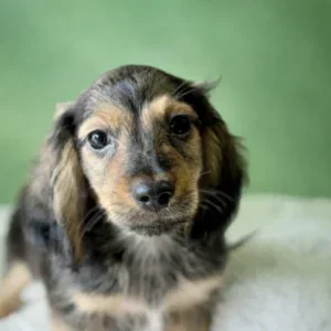 Dachshund Puppy - Strider