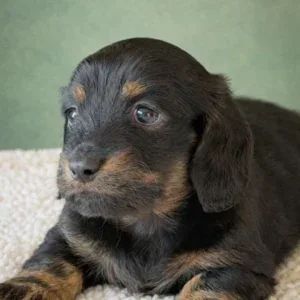Dachshund Puppy - Violet