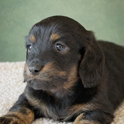 Dachshund Puppy - Violet