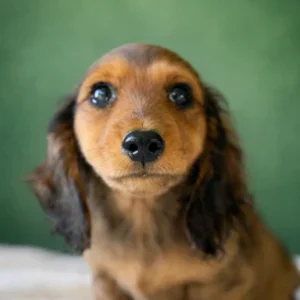 Dachshund Puppy - Whiskey