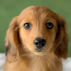 Dachshund Puppy - Canyon
